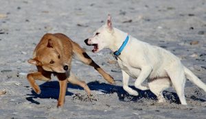 Two unleashed dogs play-fight with each other, on a beach