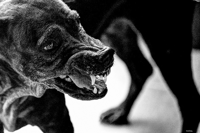 Postal Service Continues Dog Bite Awareness Campaign