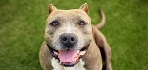 Dog Bite Liability: Who, What, When and Where?