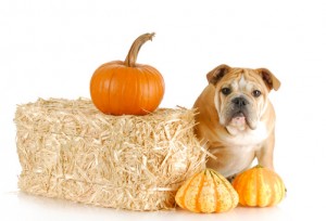 Is Your Dog Ready for a Safe Halloween?