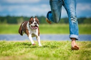 A dog chases a barefoot person who is running away