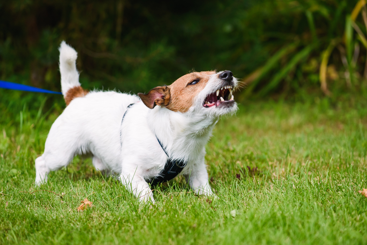 a dog barking at something