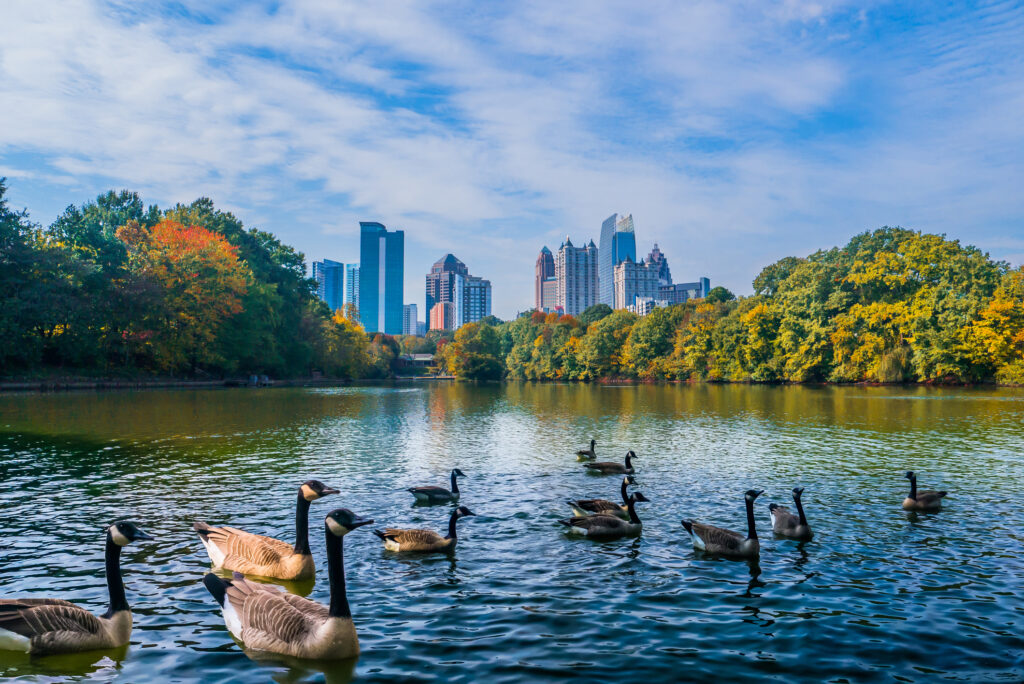 ducks on a lake in Atlanta