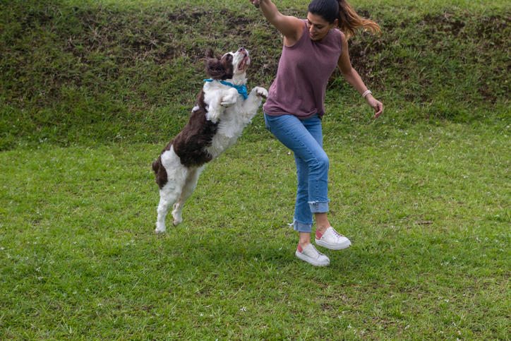 dog reaching for persons arm